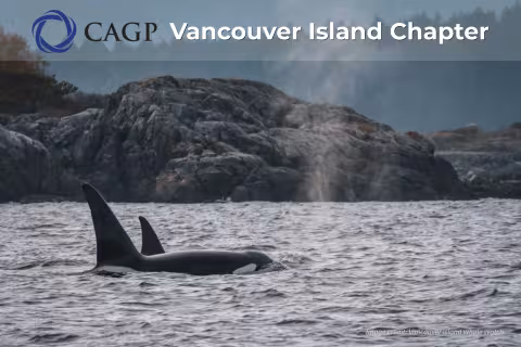 Two orca whales swim off the coast of Vancouver Island in the Salish Sea. The orcas are swimming along the rugged coastline with jagged rock faces and forested mountains in the background.Two orca whales swim off the coast of Vancouver Island in the Salish Sea. The orcas are swimming along the rugged coastline with jagged rock faces and forested mountains in the background.